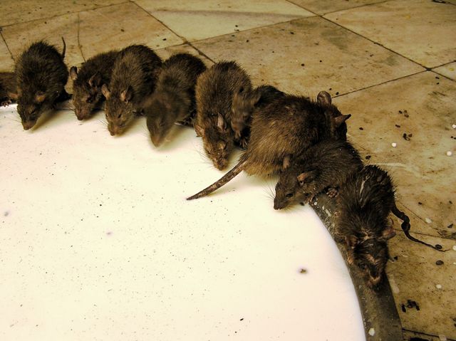 Święte szczury