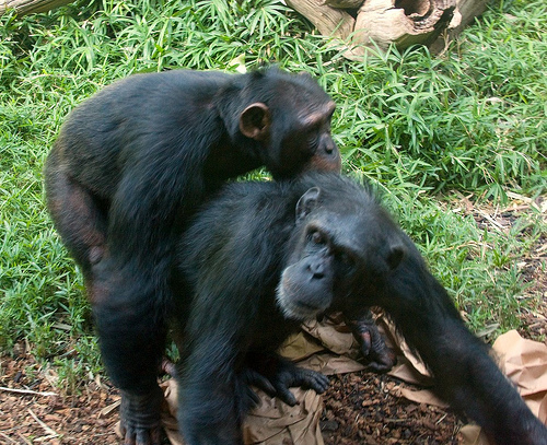 szympansy